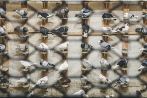 mattia massaiu a bird affair 2025 02
