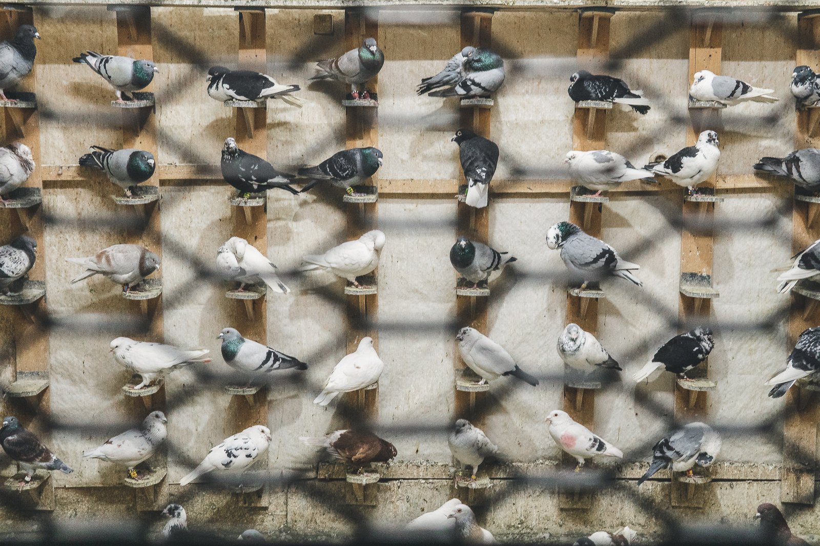 mattia massaiu a bird affair 2025 02