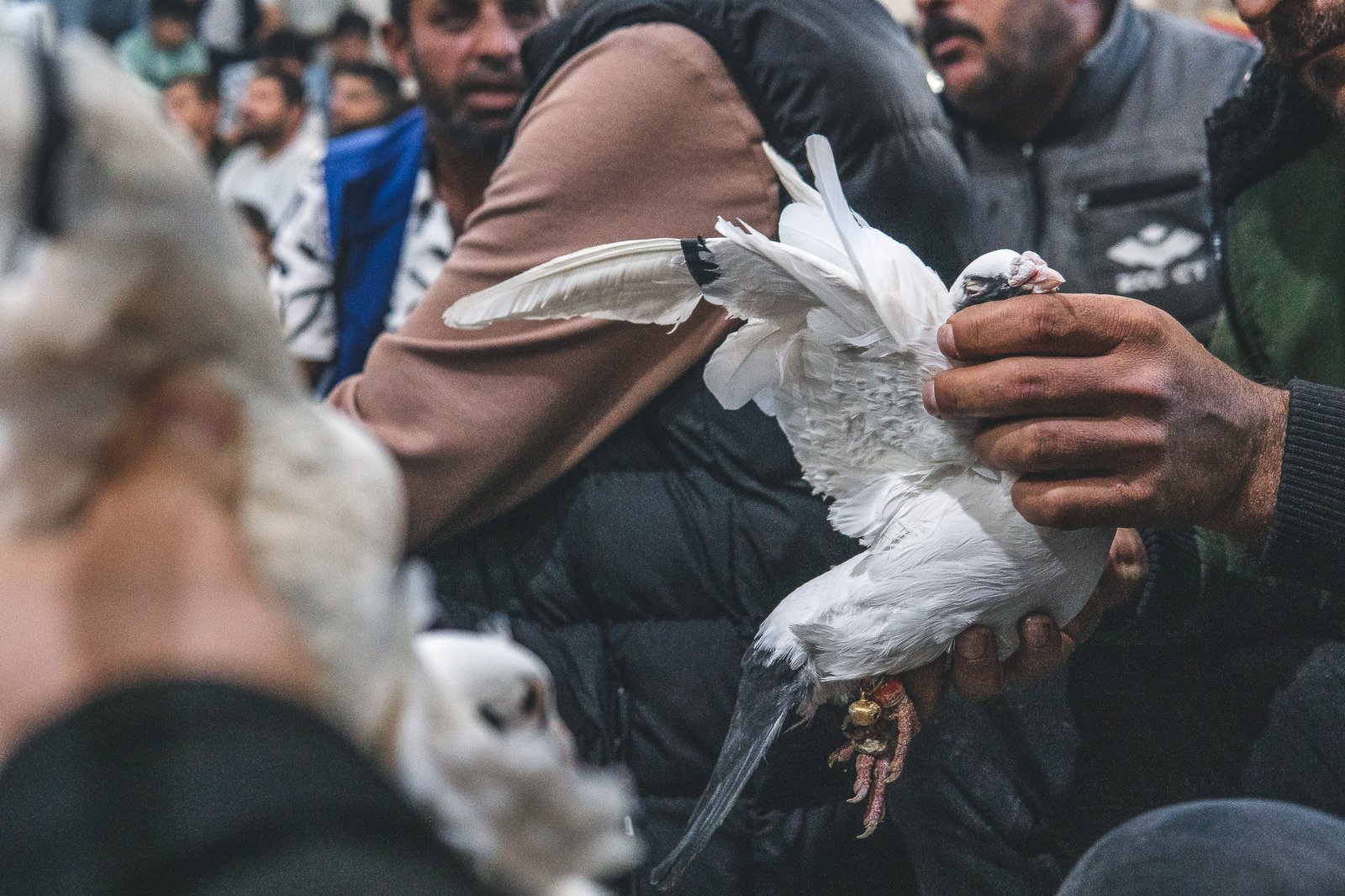 A Bird Affair mattia massaiu a bird affair 2025 04