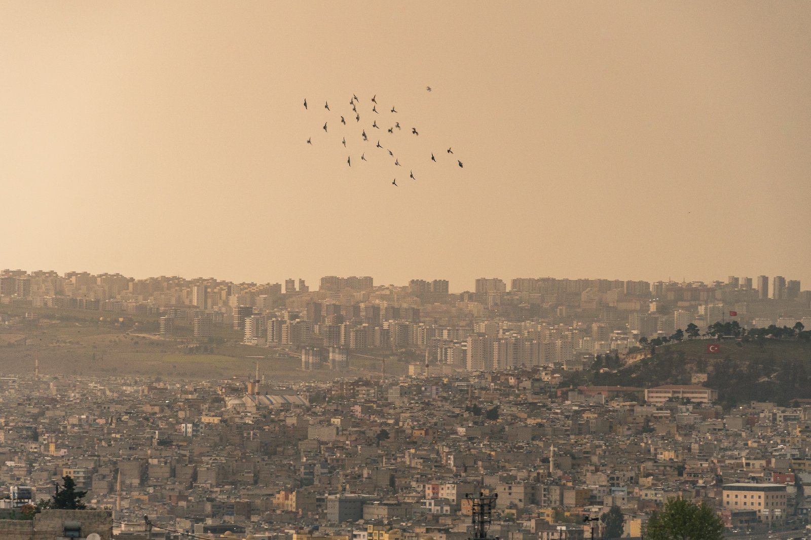 A Bird Affair mattia massaiu a bird affair 2025 08