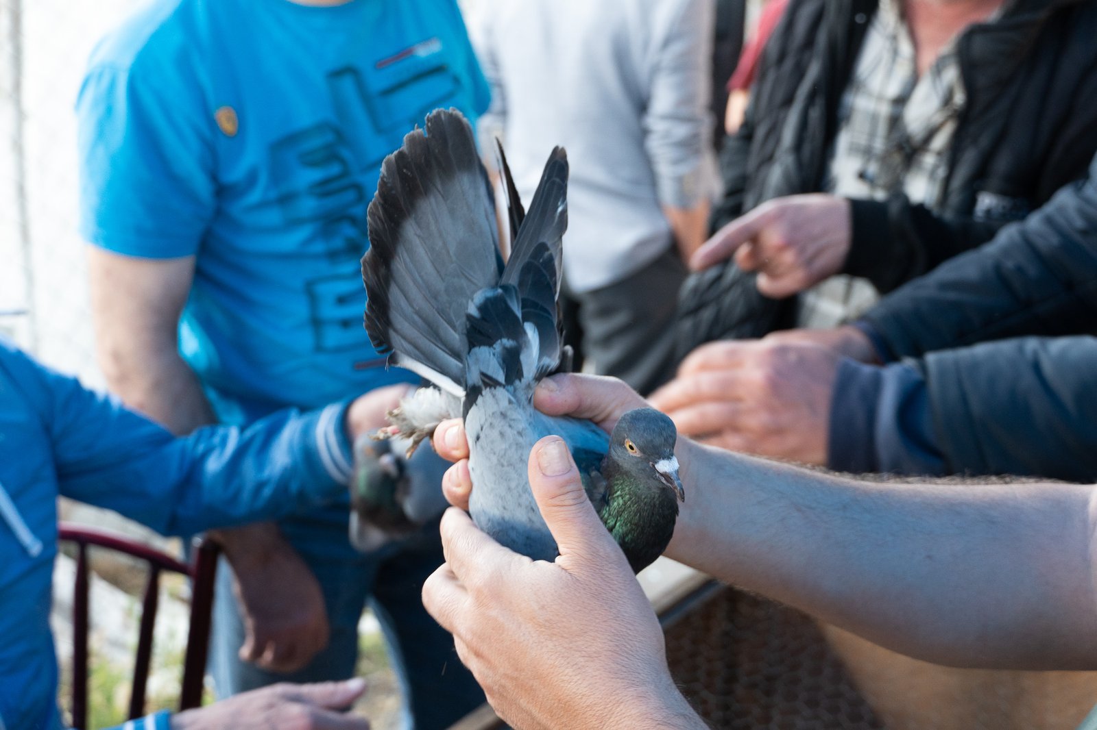 A Bird Affair mattia massaiu a bird affair 2025 09