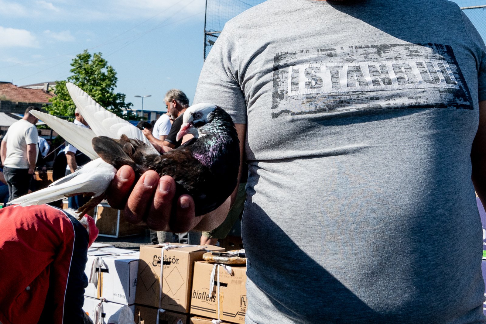 A Bird Affair mattia massaiu a bird affair 2025 11