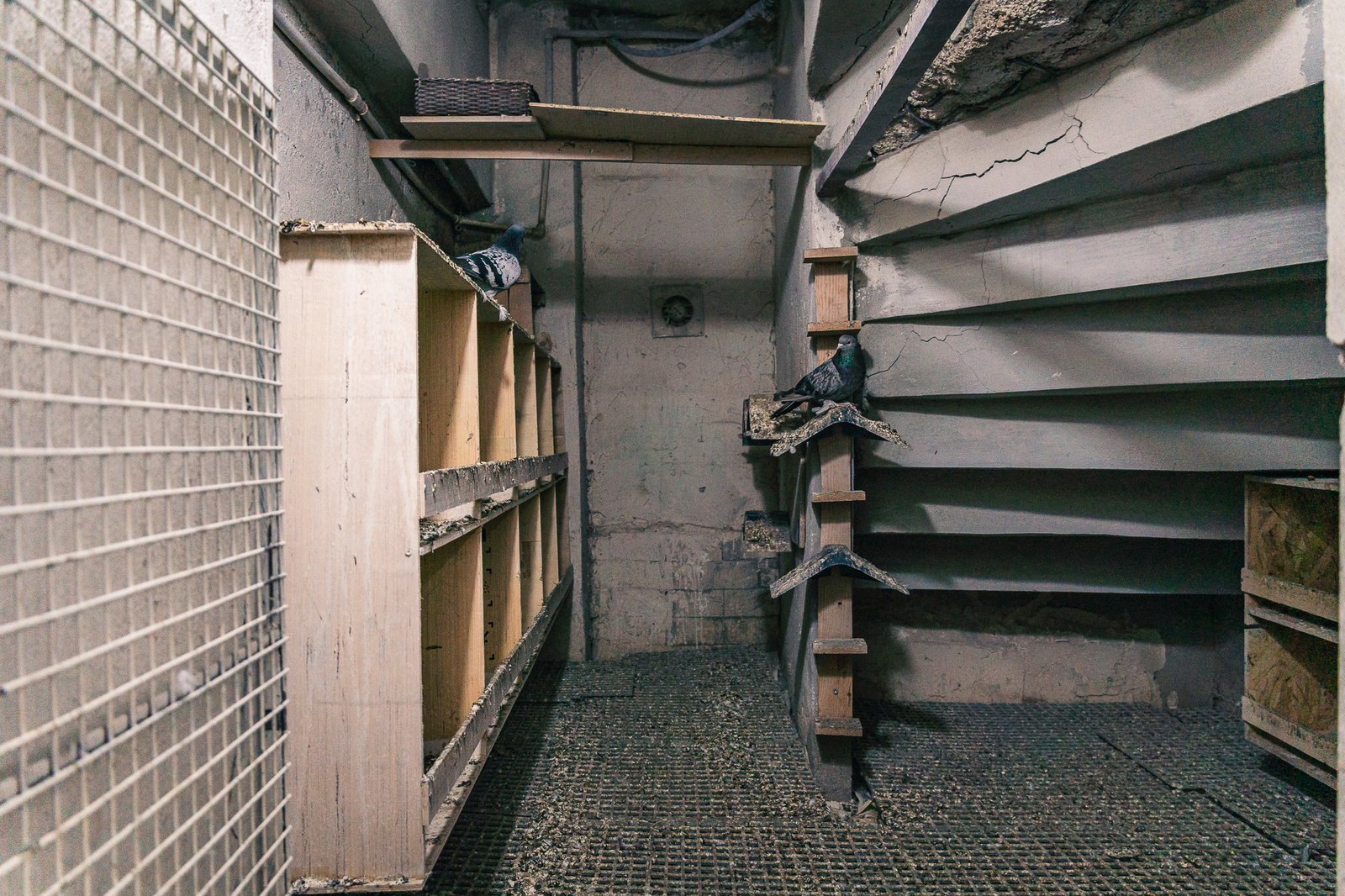 A Bird Affair mattia massaiu a bird affair 2025 15