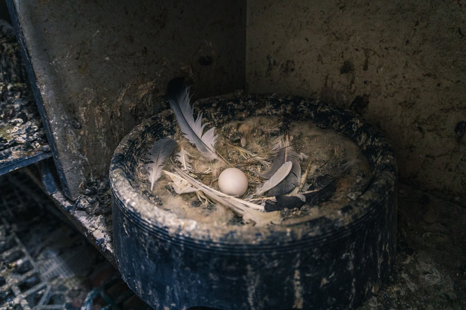 A Bird Affair mattia massaiu a bird affair 2025 16