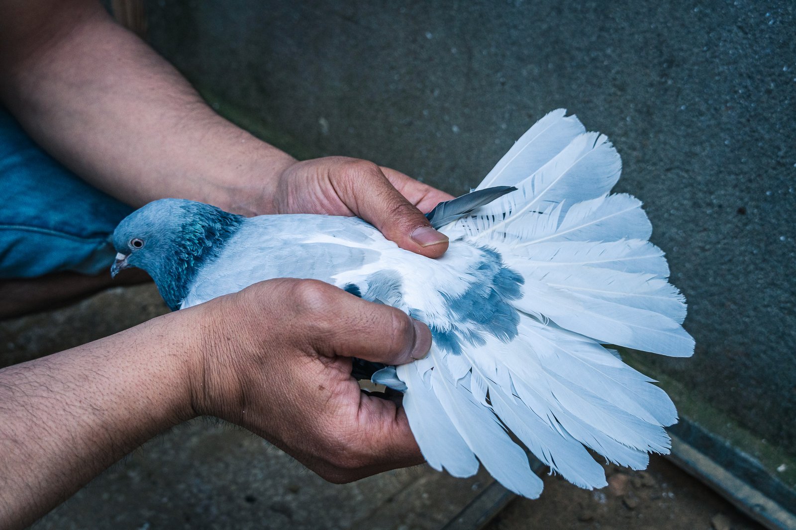 A Bird Affair mattia massaiu a bird affair 2025 18