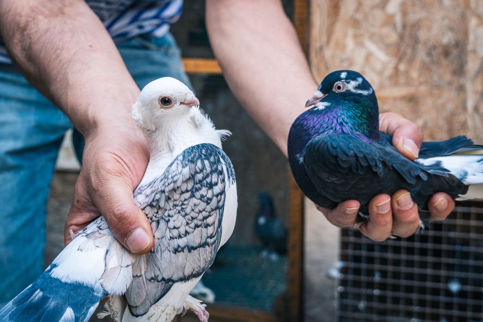 A Bird Affair mattia massaiu a bird affair 2025 19