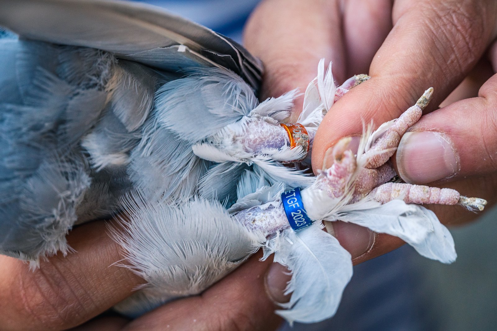 A Bird Affair mattia massaiu a bird affair 2025 23