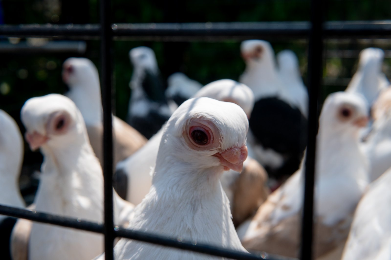 A Bird Affair mattia massaiu a bird affair 2025 24