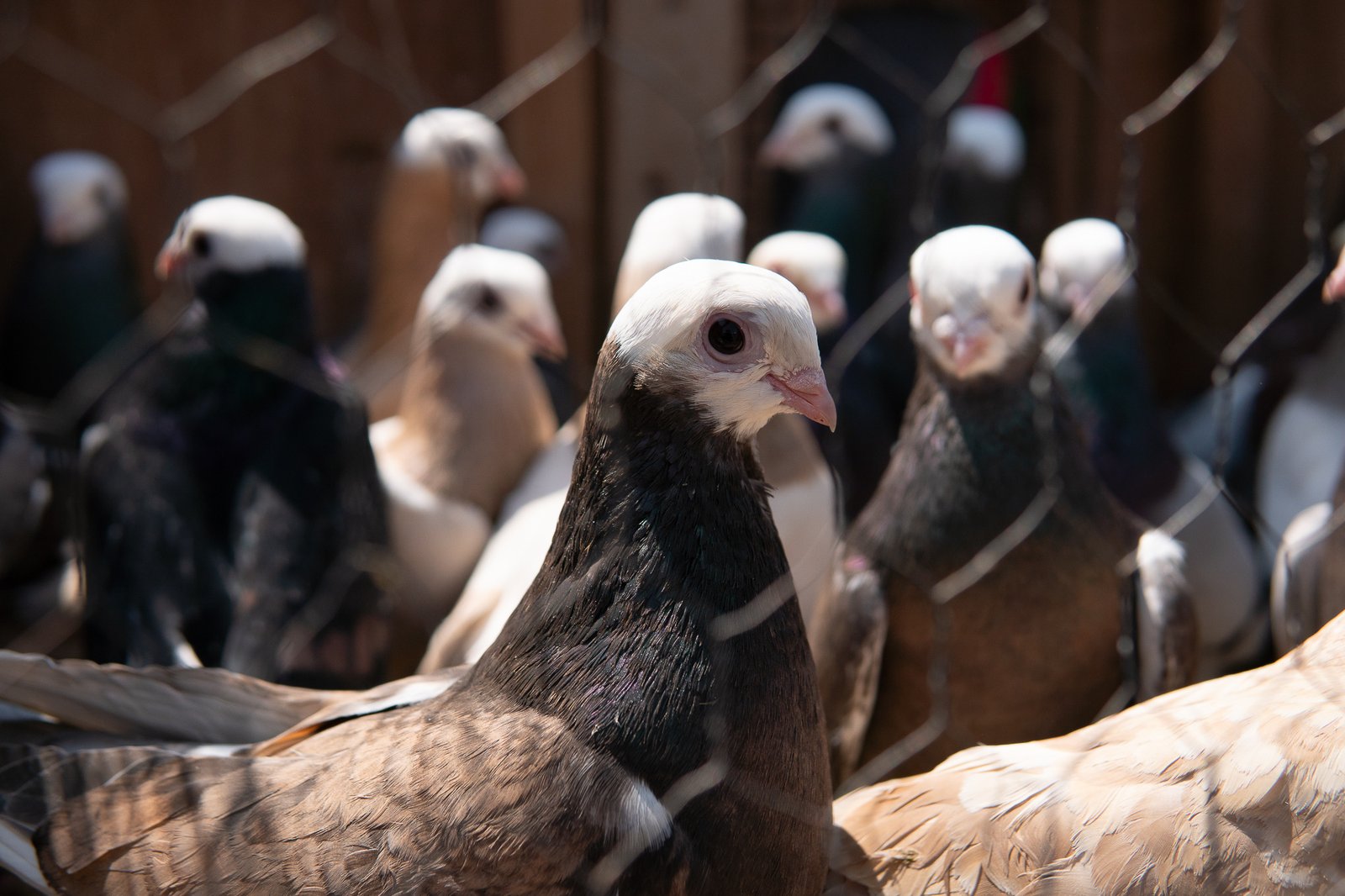 A Bird Affair mattia massaiu a bird affair 2025 25