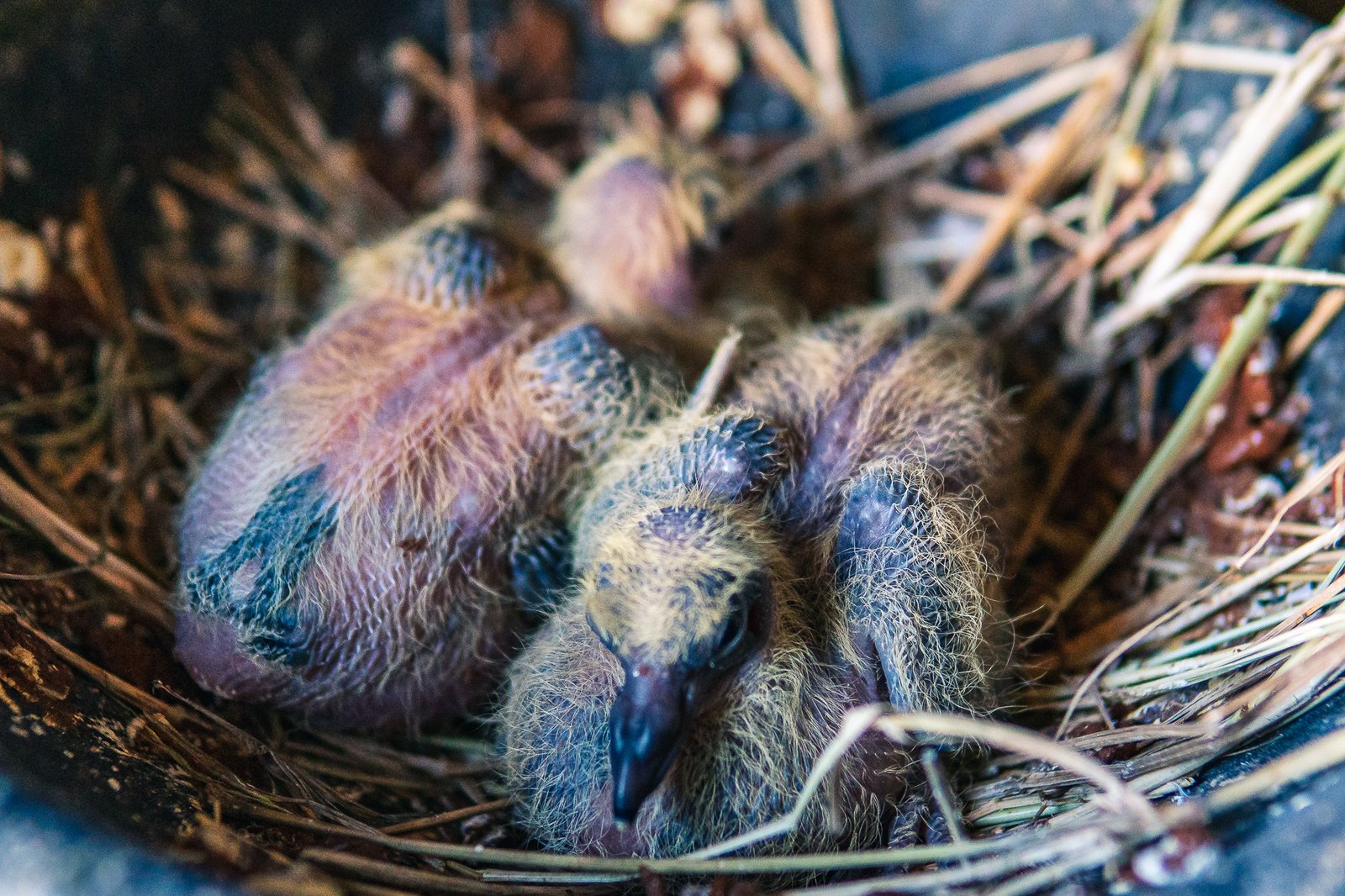 A Bird Affair mattia massaiu a bird affair 2025 29