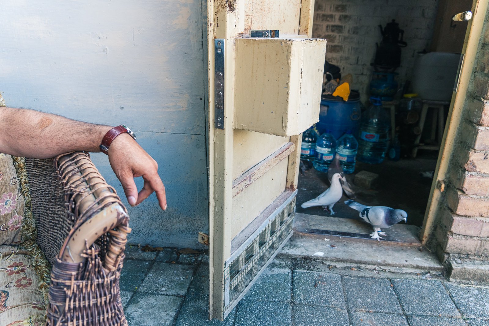 A Bird Affair mattia massaiu a bird affair 2025 33